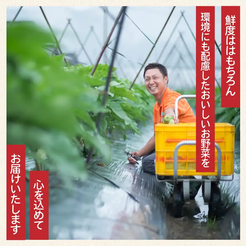 野菜 ブロッコリー サニーレタス 約2kg 詰め合わせ