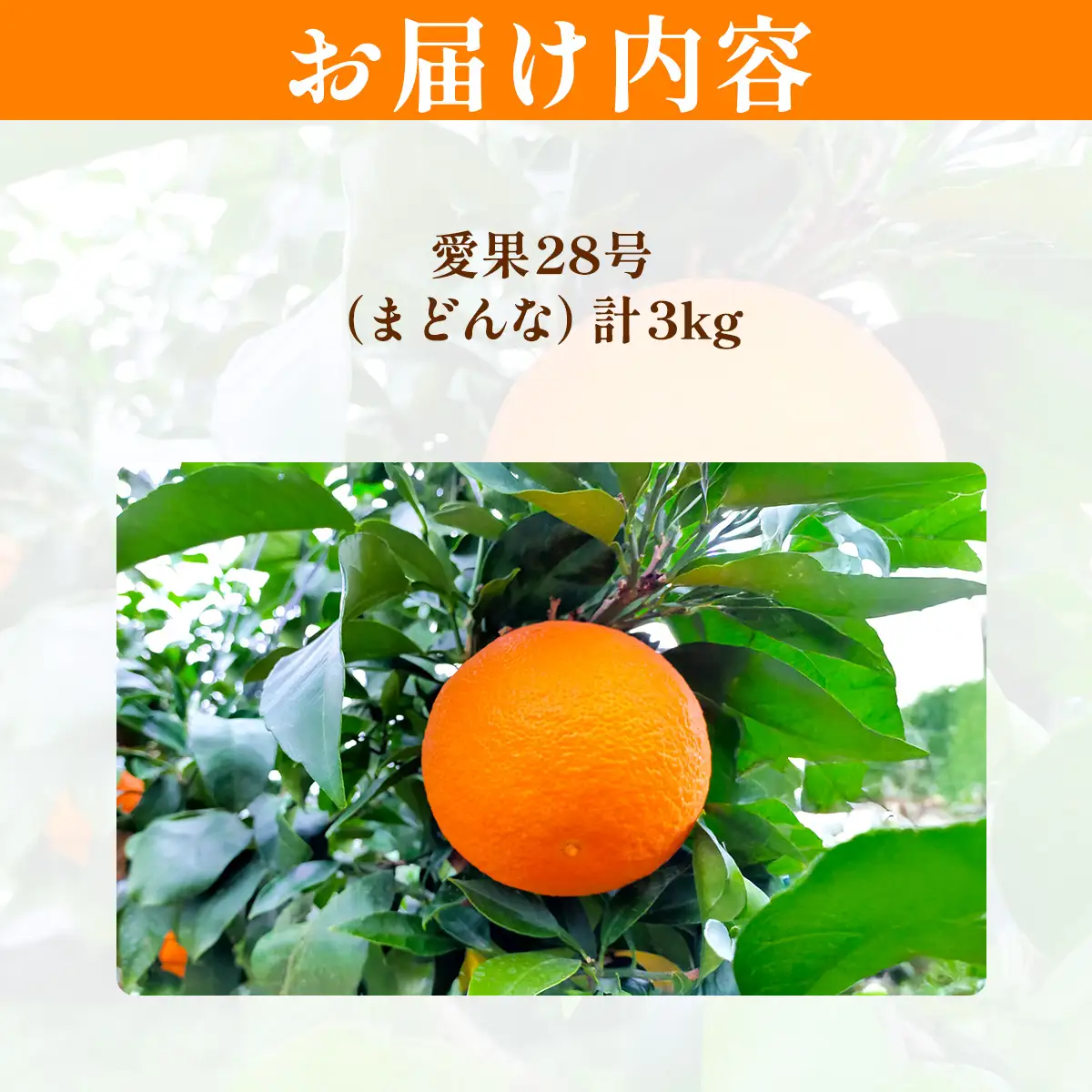 【先行予約】【数量限定】浅野農園の愛果28号（まどんな）特選計3kg ※離島への配送不可（2026年12月中旬～2027年1月中旬頃に順次発送予定） IKTAC023