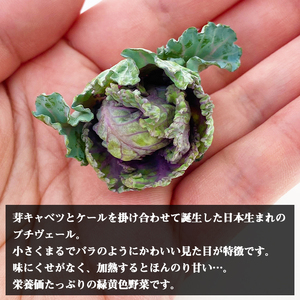 【 先行予約 2026年 12月中旬 発送】 岩手県産 プチヴェール 600g 【淺利園】