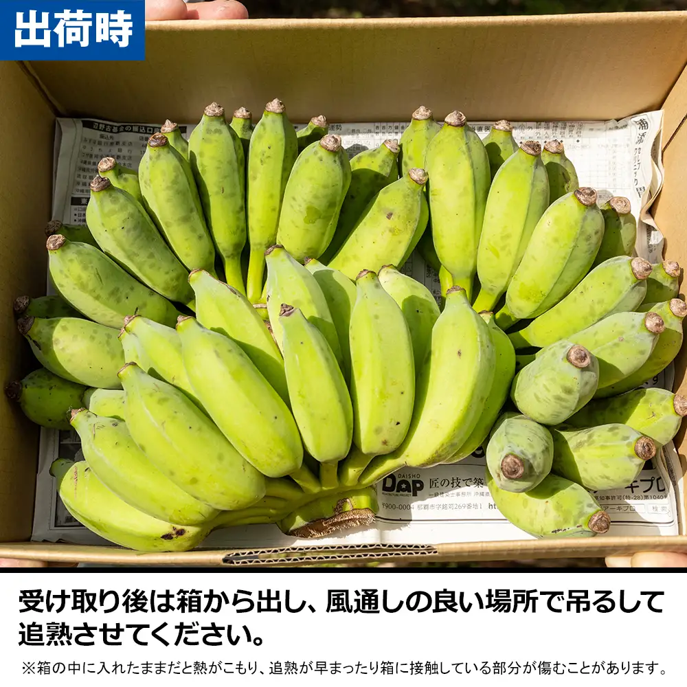 南風原農園　アップルバナナ　2.5kg以上