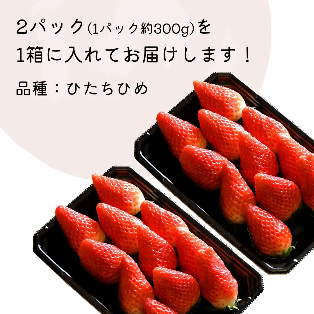 【 先行予約 】 ひたち姫 ( 2パック ) 特大 デラックス サイズ 【 2027年2月から発送開始 】 （常陸太田市 共通返礼品 ) 