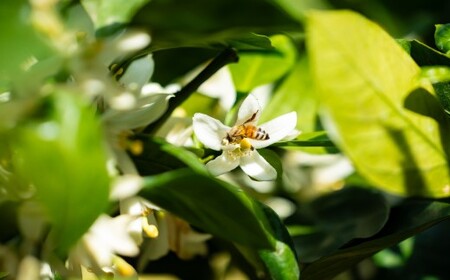 春のれんげ蜜・春のしずく2本セット 合計600g（300g×各1本） れんげ蜜 百花蜜 鹿児島 はちみつ 蜂蜜 AS-8110