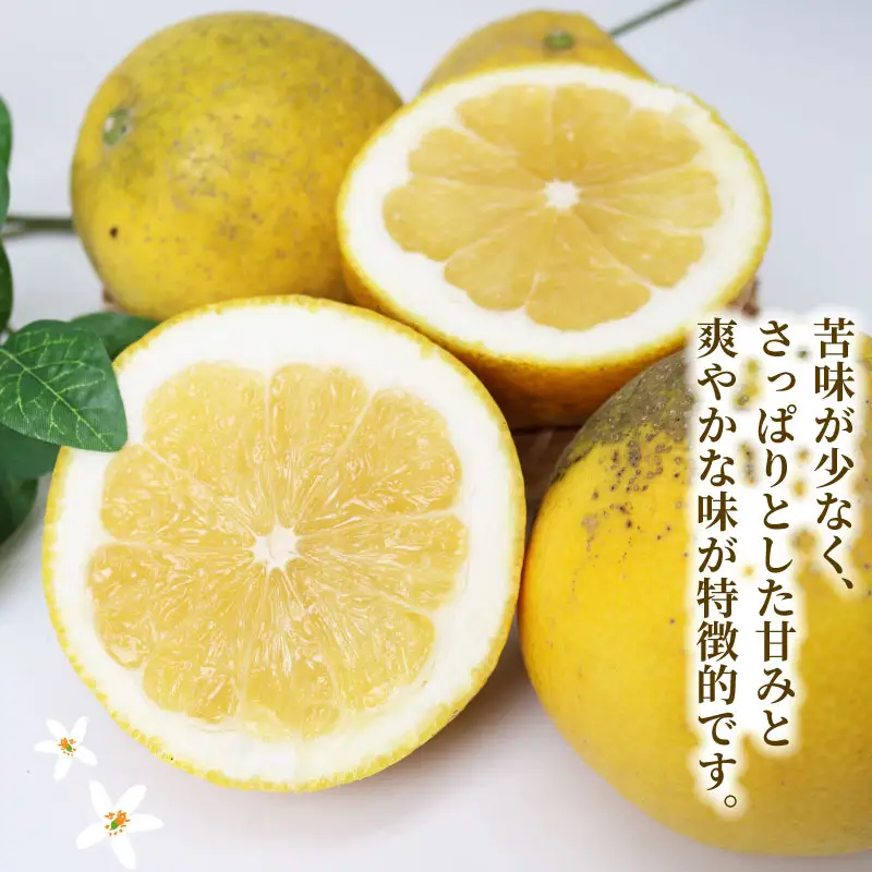 訳あり 河内晩柑 約 8kg 木田柑橘農園 柑橘 B010-185007