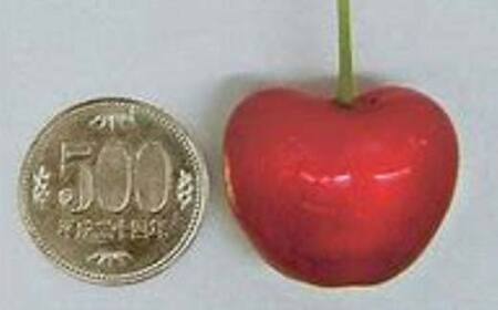 令和9年産【先行受付】山形県産さくらんぼ＜やまがた紅王＞特秀品30粒 プレミアム 4L 期間限定 数量限定 山形県産 サクランボ フルーツ 果物 くだもの 贈答 F4A-0970