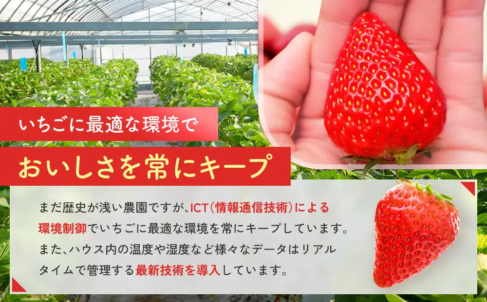先行受付【静岡県産いちご】完熟紅ほっぺ・きらぴ香2パックセット（300g×2パック）【2027年1月下旬以降発送予定】