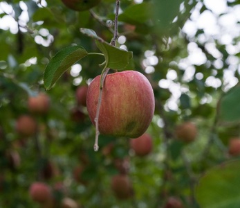 【2026年11月下旬発送】【訳あり】 りんご 約3kg サンふじ 青森県産 葉とらずりんご