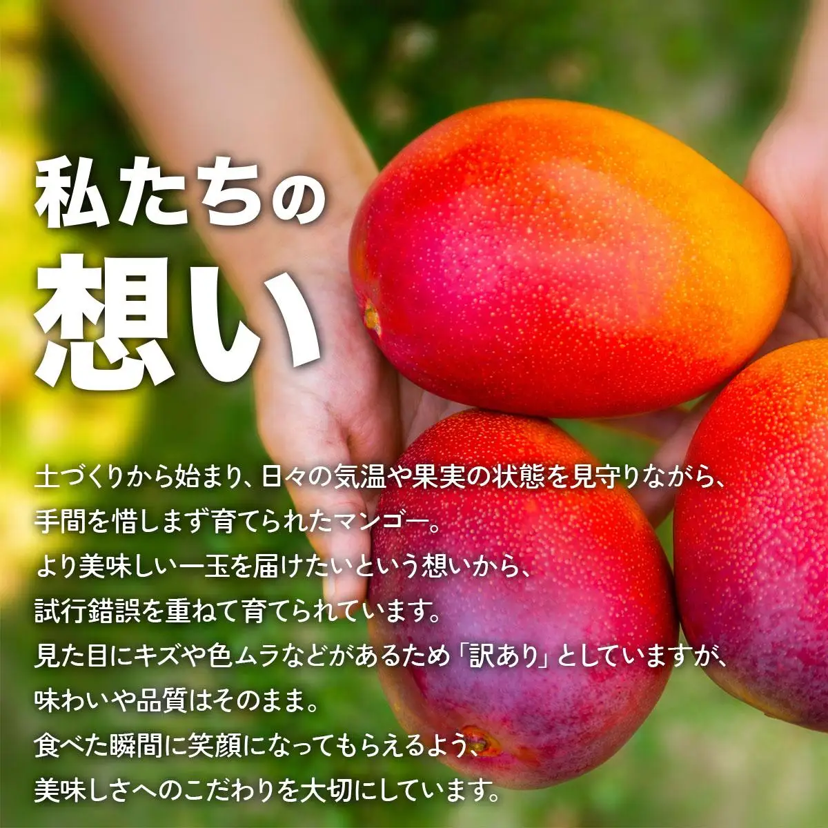 【2027年6月下旬より順次発送】★訳あり★沖縄県豊見城市産アップルマンゴー 約1.5kg｜マンゴー アップルマンゴー 訳あり わけあり フルーツ くだもの 果物 先行予約 数量限定 おきなわ 沖縄 沖縄フルーツ 豊見城市(DJ006)
