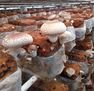 【2026年先行予約】加茂市の生しいたけ 約1kg（20～30個）《10月下旬～順次出荷》