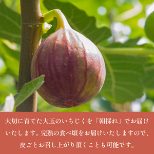 【2026年8月順次発送】朝採れ 完熟 いちじく 1.6kg (400g×4パック） いちじく