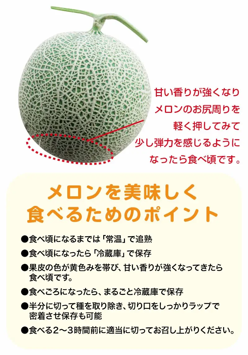【令和8年産】 秋どりアンデスメロン 1玉（3Lサイズ） 山形県鶴岡市産 庄内砂丘メロン　小林ファーム　| メロン めろん 秋採り 秋収穫 秋メロン フルーツ 果物 くだもの デザート 産地直送 山形 鶴岡 庄内 庄内産 東北 人気 おすすめ 美味しい 贈答 国産 お取り寄せ 返礼品
