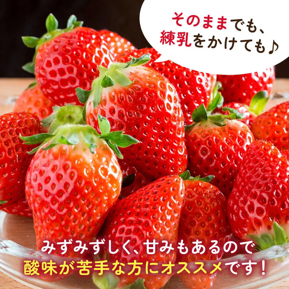 【2027年1月以降順次発送】白石産いちご「さがほのか」 220g×2パック / 佐賀県 いちご / 岸川農園 [41ASAG010]