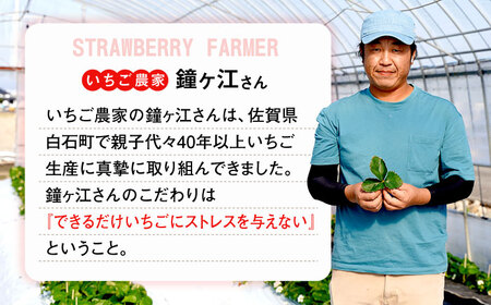 【2027年1月より順次発送】さがほのか 220g×2パック / 佐賀県 / 鐘ヶ江農園 [41ASBK005]