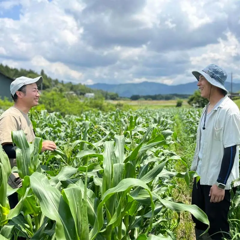 【2027年夏発送予約】生で食べられる白い宝石 中津川産プレミアム 純白とうもろこし おおもの白 4kgセット 朝採り 即日冷蔵発送 数量限定 F4N-2369