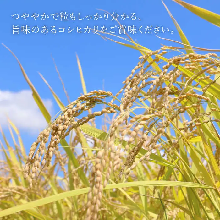 米【R7年産】コシヒカリ 5kg 白川町 / S.K.C[AWAX001]
