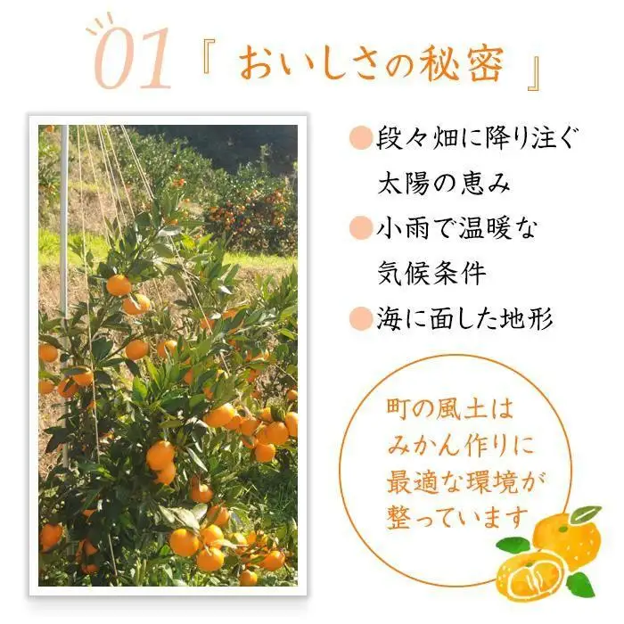 訳あり 早生みかん ２L・３Lおまかせ 7kg 和歌山みかん