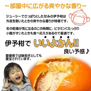 【2027年2月上旬頃から順次発送】 みきゃんいよかん 2kg｜ いよかん 伊予柑 イヨカン みきゃん 柑橘 取り寄せ 甘いみかん ギフト 愛媛県産 ミカン みかん mikan 蜜柑 フルーツ 果物 くだもの お取り寄せ 産地直送 数量限定 人気 おすすめ 送料無料 贈答 ギフト 愛媛県 松山市【SSK020】