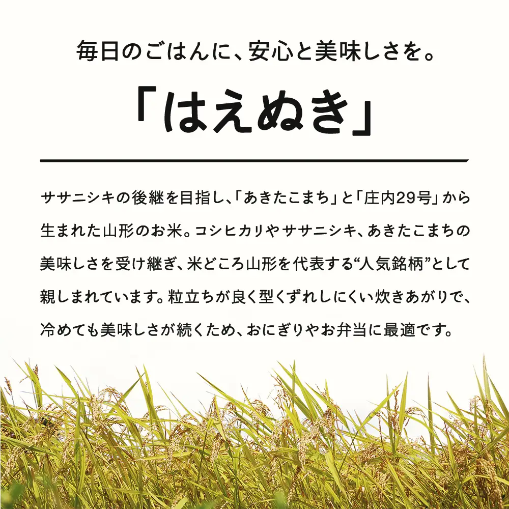 【先行予約】＜新米＞ はえぬき 精米 10kg 11月上旬~11月中旬発送 国産 お米 山形県産 山形産  おすすめ 5kg 2袋 10kg 米 5kg×2 5キロ 5きろ 10キロ 10きろ 令和8年産 2026年産 沖縄・離島への配送不可 コメ こめ はくまい 白米 tf-hasxb10-11f