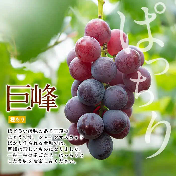 i1169 ≪数量・期間限定≫巨峰 (計約1kg) 国産 鹿児島 出水市 ぶどう ブドウ 果物 くだもの 巨峰 葡萄 旬 歯ごたえ 冷蔵 フルーツ グレープ 【山門ぶどう園】