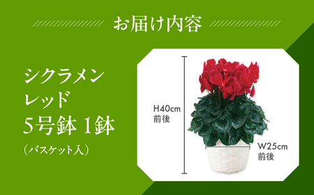 シクラメン レッド 観葉植物 植物 5号鉢 人気 おしゃれ かわいい 初心者 枯れにくい 育てやすい お手入れ 室内 大鉢 中型 インテリア リビング 玄関 寝室 キッチン オフィス プレゼント ギフト 冬 クリスマス