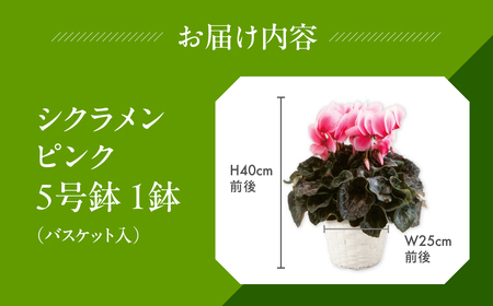 シクラメン ストロベリーフラッペ 観葉植物 植物 5号鉢 人気 おしゃれ かわいい 初心者 枯れにくい 育てやすい お手入れ 室内 大鉢 中型 インテリア リビング 玄関 寝室 キッチン オフィス プレゼント ギフト 冬 クリスマス