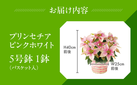 プリンセチア ピンクホワイト 観葉植物 植物 5号鉢 人気 おしゃれ かわいい お手入れ 室内 大鉢 中型 インテリア リビング 玄関 寝室 キッチン オフィス プレゼント ギフト 冬 クリスマス フラワーギフト