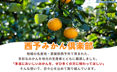 【予約受付】＜西予の美味しい柑橘セレクト（ご家庭用）／つるちゃん農園のみかん（約5kg）＞【11月頃から2027年1月中旬頃までに順次出荷予定】 果物 くだもの フルーツ 蜜柑 みかん ミカン 柑橘 ご家庭用 温州みかん 食べて応援 国産 愛媛県産 特産品 西予みかん倶楽部 愛媛県 西予市【常温】OMC0007