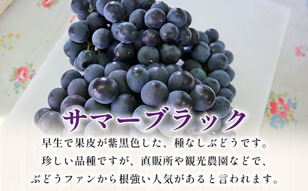 ＜西予の美味しいぶどうセレクトセット／サマーブラック 約2kg（岡山農園）＞ 果物 くだもの フルーツ ぶどう 葡萄 ブドウ セット 食べ比べ 野菜ソムリエ 食べて応援 特産品 産地直送 西予ぶどう倶楽部 愛媛県 西予市【冷蔵】『7月下旬から8月中旬迄に順次出荷予定』OMC0010
