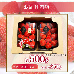 いちご 【期間限定】 ベリーポップすず スターナイト 500g | いちご