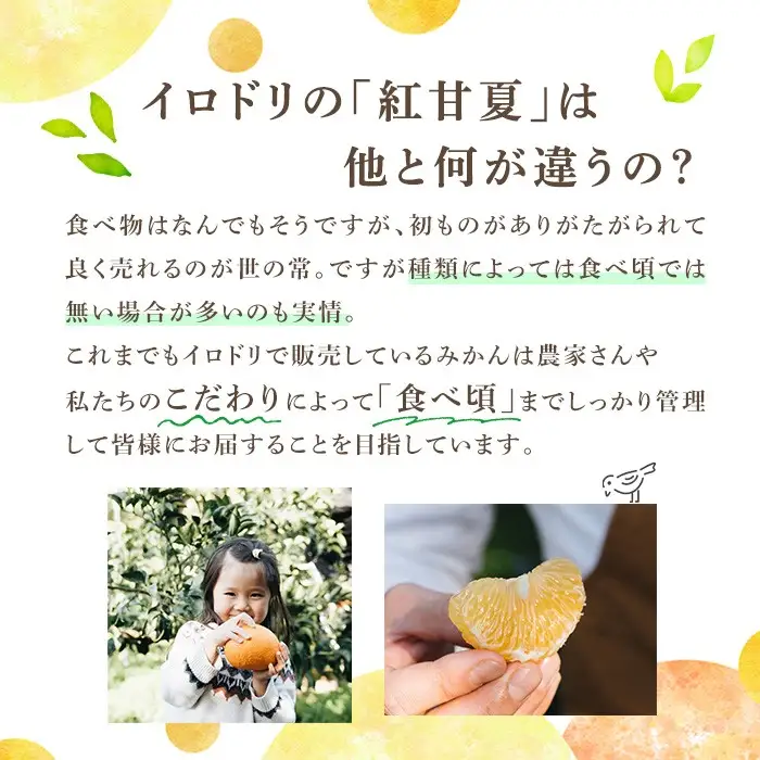 ＜先行予約受付中！2027年3月上旬以降順次発送予定＞ 数量限定！鹿児島県産 紅甘夏 (約20kg・M～2L) 柑橘 フルーツ 果物 国産 みかん 期間限定 数量限定 ベニアマナツ ミカン 旬 【株式会社土曜日】akn069-16
