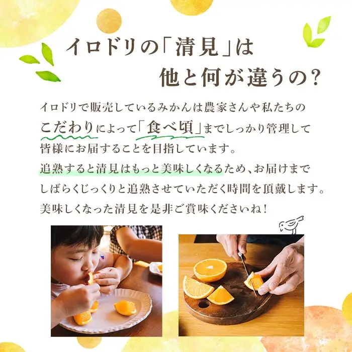 ＜先行予約受付中！2027年3月中旬以降順次発送予定＞数量限定！鹿児島県産 清見 (20個・2L) 柑橘 フルーツ 果物 国産 みかん 期間限定 きよみ キヨミ ミカン【株式会社土曜日】akn069-09