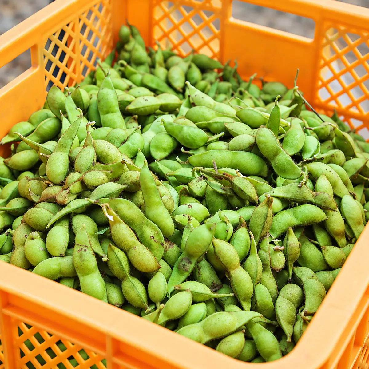 枝豆 丹波黒枝豆 枝付き 2kg 枝豆