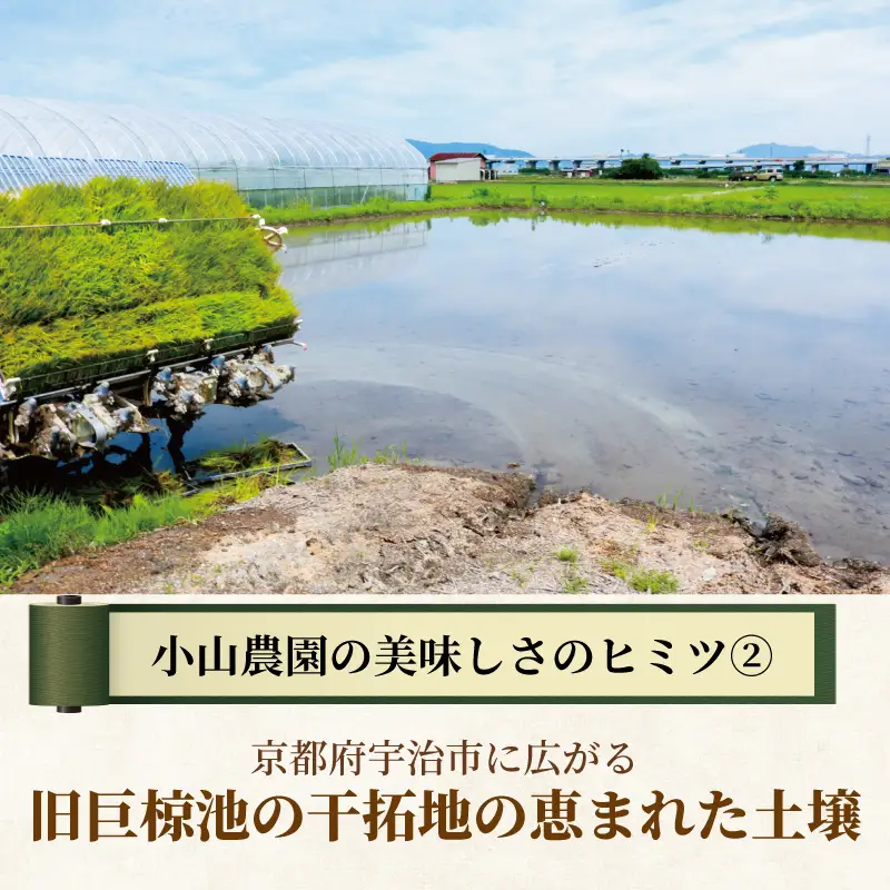 令和7年産 ヒノヒカリ 5kg 白米 宇治 ごはん 白米 お米 米 コメ こめ はくまい 宇治 ごはん ひのひかり 一等品 京都府産 京都 京都府 ふるさと納税米 数量限定