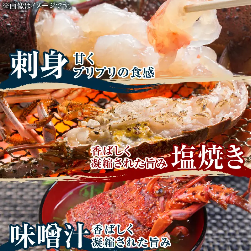 素潜り漁師 MAKOTO の誠に 美味しい 伊勢海老 1kg（ 2～4匹 ） C074-001 魚介類 冷凍 海老 エビ イセエビ