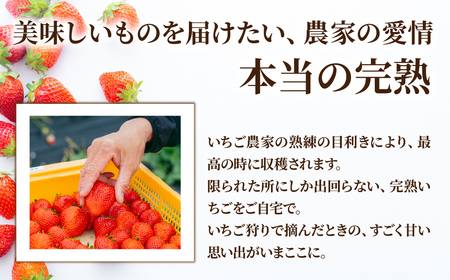 いちご【3月以降発送】朝採れとちおとめ レギュラーサイズ 約270g × 4パック 計1080g |イチゴ いちご