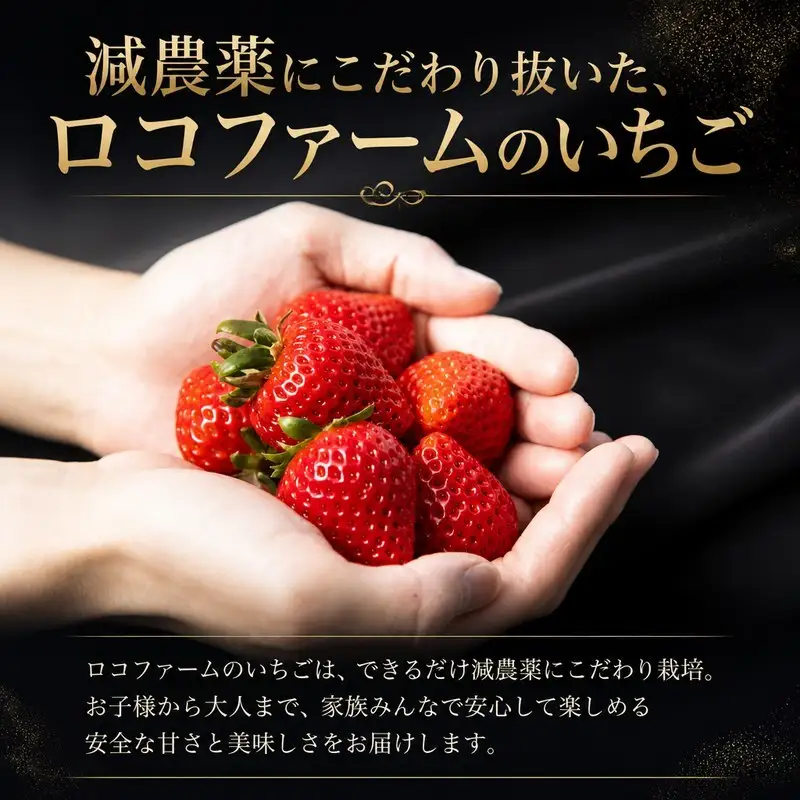 【予約】苺 べにたま 250g×2 500g いちご 苺