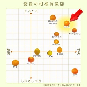 【2027年2月下旬頃から順次発送】中島産 せとか 2.5kg  中島みかんのまこ農園 | みかん ミカン オレンジ おれんじ せとか フルーツ 果物 くだもの 高級柑橘 愛媛県松山市 中島産 柑橘王様【PWA0011】