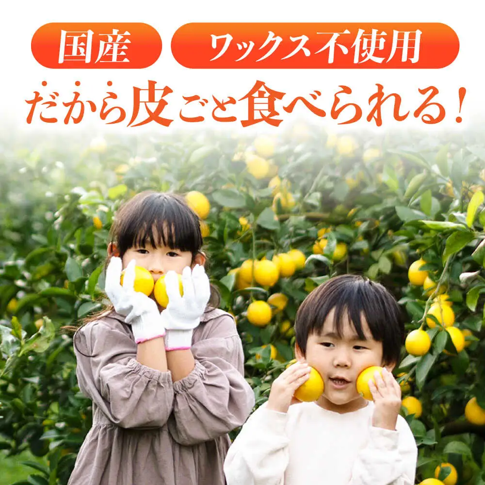 ※【2026年12月上旬より順次発送／先行予約】【大人気みかんとレモンのお試しセット】伊木力みかん(家庭用)1.8kg マイヤーレモン1.8kg 計3.6kg / みかん ミカン 蜜柑 mikan 柑橘 かんきつ レモン れもん 檸檬 果汁 果物 / 諫早市 / 山野果樹園 [AHCF016]