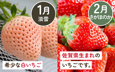 【全4回定期便】岸川農園 超希少品種入り赤白いちご（淡雪・さがほのか・こころの色・冷凍いちご） / 佐賀県 / 岸川農園 [41ASAG008]