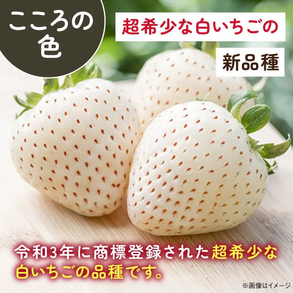 【2027年2月以降順次発送】1パックに3色いちご（こころの色・さがほのか・淡雪）220g×1パック / 佐賀県 / 岸川農園 [41ASAG009]