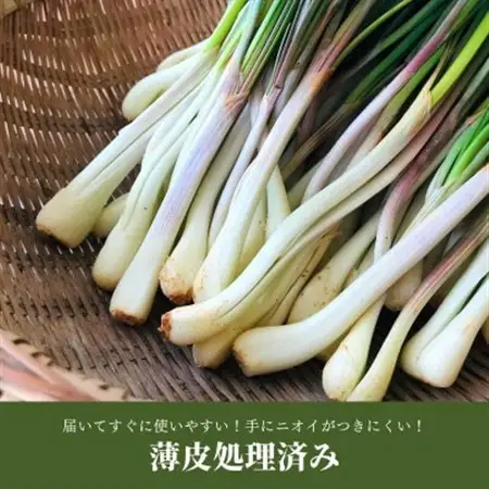 【2027年2月中旬から順次発送】産地直送!沖縄おつまみの定番の島らっきょう1kg【配送不可地域：離島】【1584610】