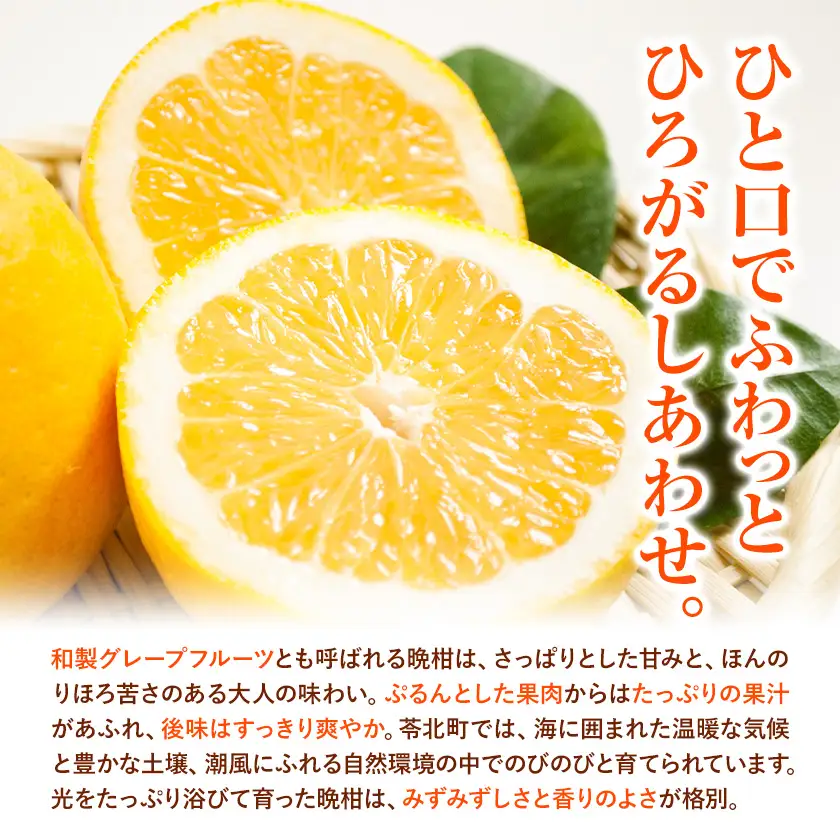 熊本 晩柑 10kg 高橋商店 天草晩柑