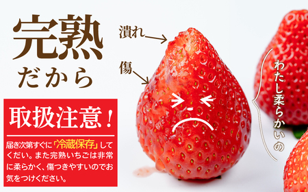 いちご【2月以降発送】朝採れとちあいか 大粒 約270g × 4パック 合計約1080g |イチゴ いちご