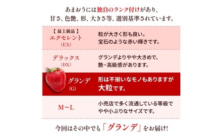 いちご あまおう 福岡県産 いちご【500g 2パック】【先行予約】