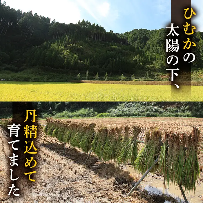 ＜先行予約受付中！2026年10月下旬以降順次発送予定＞＜期間限定・数量限定＞令和8年産 新米 宮崎県門川町産ヒノヒカリ(5kg×1) お米 精米 白米 ごはん ご飯 ひのひかり 皇室献上米 【KM-3】【神舞農園】