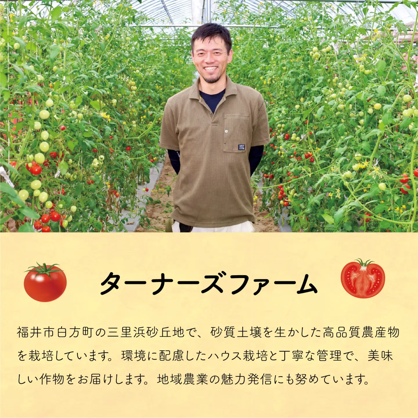 【先行予約】甘くて皮が薄く食べやすい　福井市産ミディトマト『越のルビー』2kg以上【2026年9月中旬より順次発送】[A-180003] / トマト