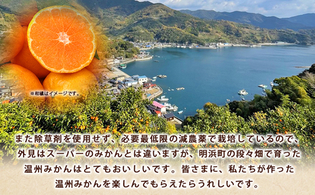 ＜ぼちぼち農園の温州みかん 家庭用 5kg＞ 5キロ うんしゅうみかん 温州ミカン 訳あり わけあり ワケアリ 果物 みかん ミカン 柑橘 フルーツ 国産 特産品 ぼちぼち農園 愛媛県 西予市【常温】『2026年11月～12月迄に順次出荷予定』ABB0002