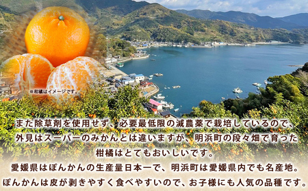 ＜ぼちぼち農園のぽんかん 家庭用 約3kg＞ 3キロ ぽんかん ポンカン 訳あり わけあり ワケアリ 果物 みかん ミカン 柑橘 フルーツ 生産量日本一 国産 特産品 ぼちぼち農園 愛媛県 西予市【常温】『2027年1月～2月迄に順次出荷予定』ABB0005