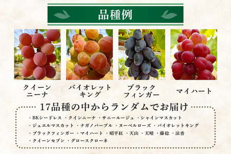 旬のぶどうお任せパック(種あり) 500g A14-016