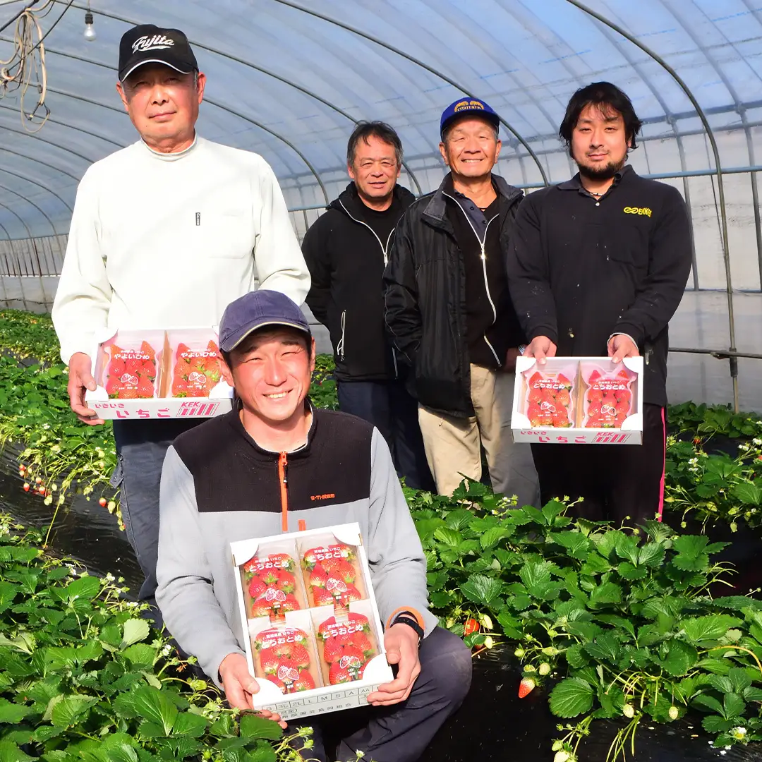 【12/10までの申込で年内にお届け！】 完熟いちご 約260g×4パック 品種おまかせ 年内お届け 国産 いちご イチゴ 苺 [BC090sa]