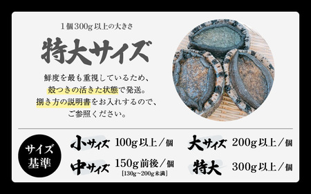 【先行予約】黒あわび 計1.5kg (2～5個) 特大サイズ【2026年11月中旬以降順次発送予定】天然 黒あわび 活あわび [m17-o004_99]